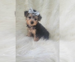 Yorkshire Terrier Puppy for sale in INDIANAPOLIS, IN, USA