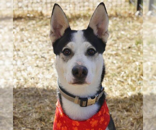 Medium Photo #1 Siberian Husky-Unknown Mix Puppy For Sale in San Antonio, TX, USA