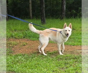 German Shepherd Dog Dogs for adoption in LOGANVILLE, GA, USA