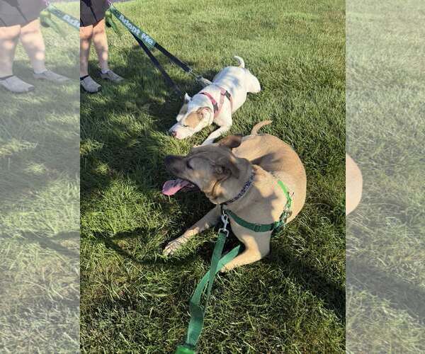 Medium Photo #13 American Pit Bull Terrier-Bulldog Mix Puppy For Sale in Clarkston, MI, USA