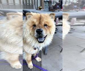 ADOPTED! - Male Chow Chow Dog for Adoption - Photo #3