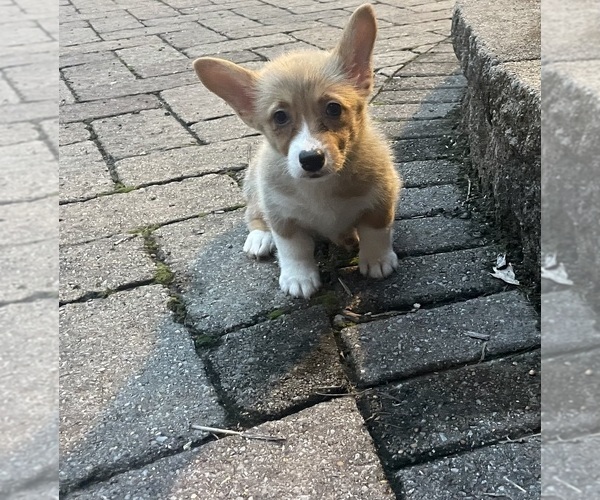 Medium Photo #7 Pembroke Welsh Corgi Puppy For Sale in GUTHRIE, KY, USA