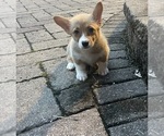 Small #6 Pembroke Welsh Corgi