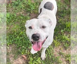 American Pit Bull Terrier-Unknown Mix Dogs for adoption in Murfreesboro, TN, USA