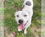 Small American Pit Bull Terrier Mix
