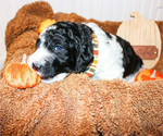 Small Photo #18 Poodle (Standard) Puppy For Sale in ARKADELPHIA, AR, USA