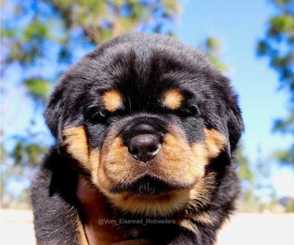 Medium Photo #14 Rottweiler Puppy For Sale in FONTANA, CA, USA