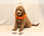 Small Photo #6 Goldendoodle Puppy For Sale in PRESCOTT VALLEY, AZ, USA