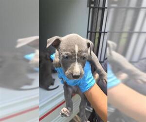American Pit Bull Terrier Dogs for adoption in Houston, TX, USA