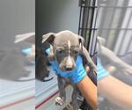 Small American Pit Bull Terrier