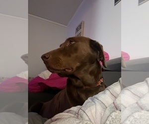 Mother of the Labrador Retriever puppies born on 12/19/2025