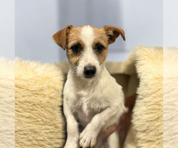 Medium Photo #2 Mutt Puppy For Sale in Vail, AZ, USA