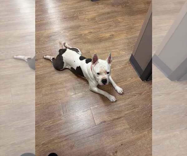 Medium Photo #1 American Pit Bull Terrier-Unknown Mix Puppy For Sale in Pottstown, PA, USA