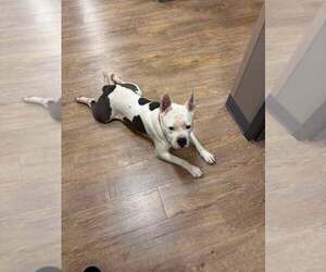 American Pit Bull Terrier-Unknown Mix Dogs for adoption in Pottstown, PA, USA