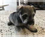 Small Photo #1 Schnauzer (Miniature) Puppy For Sale in VALRICO, FL, USA