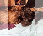Small Photo #11 American Pit Bull Terrier-Doberman Pinscher Mix Puppy For Sale in BRIGHTON, MI, USA