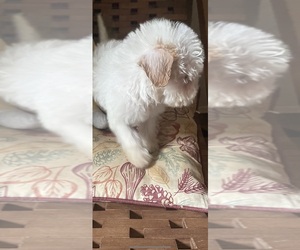 Maltipoo Dogs for adoption in VENETA, OR, USA