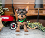 Puppy Onyx Yorkshire Terrier