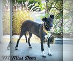 Small Doberman Pinscher Mix