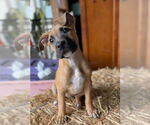 Small #1 Mutt
