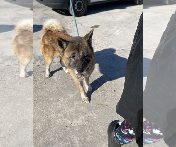 Medium Photo #2 Akita Puppy For Sale in Pottstown, PA, USA