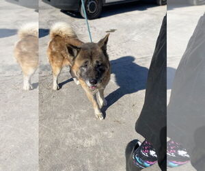 Boris - Male Akita Dog for Adoption - Photo #2