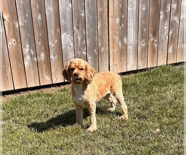 Medium Photo #1 Cocker Spaniel Puppy For Sale in MIDDLEBURY, IN, USA