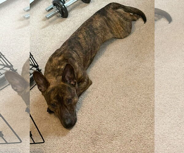 Medium Photo #3 Jack Russell Terrier-Unknown Mix Puppy For Sale in Germantown, OH, USA