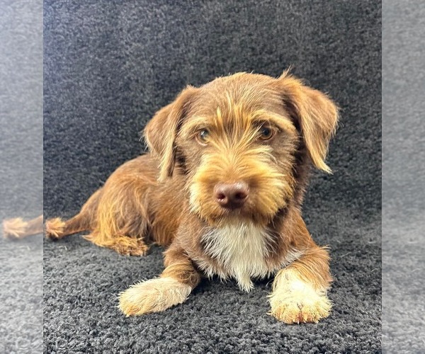 Medium Photo #1 Dachshund-Unknown Mix Puppy For Sale in Grafton, WI, USA