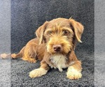 Small Dachshund Mix