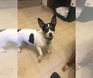 Rat Terrier Dogs for adoption in Rustburg, VA, USA