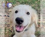 Small Great Pyrenees