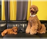 Small Photo #5 Goldendoodle Puppy For Sale in RANCHO CUCAMONGA, CA, USA