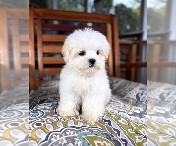 Medium Photo #3 Mal-Shi Puppy For Sale in NOBLESVILLE, IN, USA
