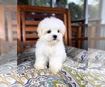 Peanut - Male Mal-Shi Puppy for Sale - Photo #3