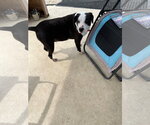 Small #4 American Staffordshire Terrier-Border Collie Mix