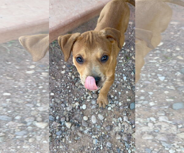 Medium Photo #13 Black Mouth Cur-Unknown Mix Puppy For Sale in Queen Creek, AZ, USA