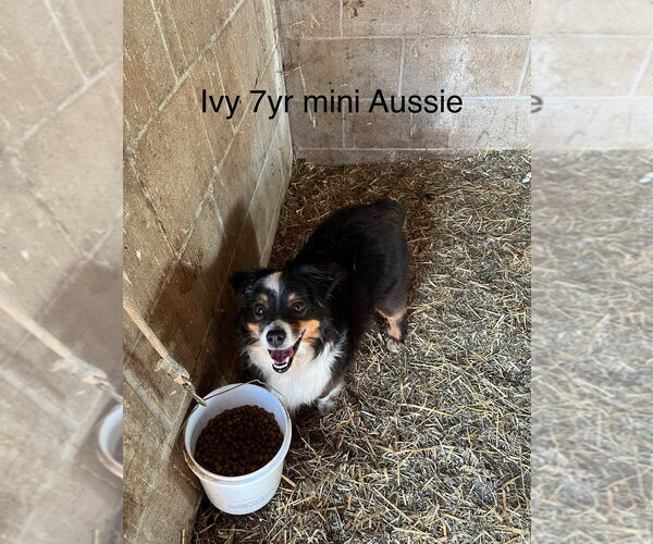 Medium Photo #1 Australian Shepherd Puppy For Sale in Studio City, CA, USA