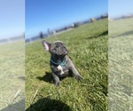 Small Photo #8 French Bulldog Puppy For Sale in SANTA CRUZ, CA, USA