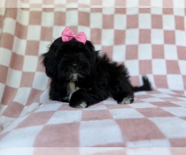 Medium Photo #5 Shih-Poo Puppy For Sale in LAKELAND, FL, USA