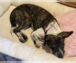 Small Photo #2 German Shorthaired Pointer-Unknown Mix Puppy For Sale in Aurora, CO, USA
