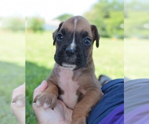 Boxer Puppy for Sale in HUMBOLDT, Nebraska USA