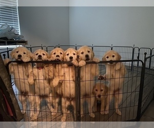 Golden Retriever Litter for sale in SOUTHLAKE, TX, USA