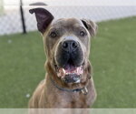 Small #1 Boxer Mix