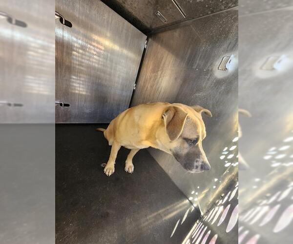 Medium Photo #1 Labrador Retriever-Unknown Mix Puppy For Sale in San Antonio, TX, USA