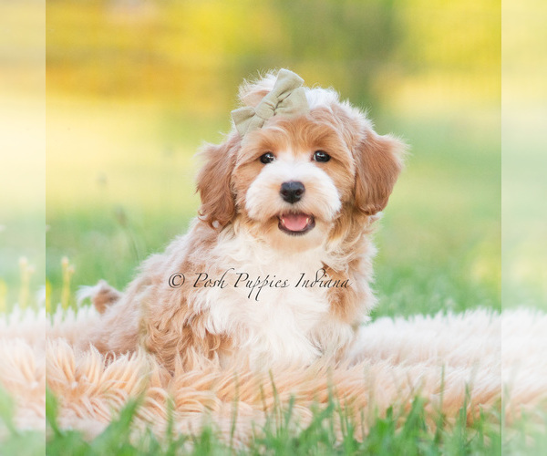 Medium Photo #7 Poodle (Miniature) Puppy For Sale in WARSAW, IN, USA