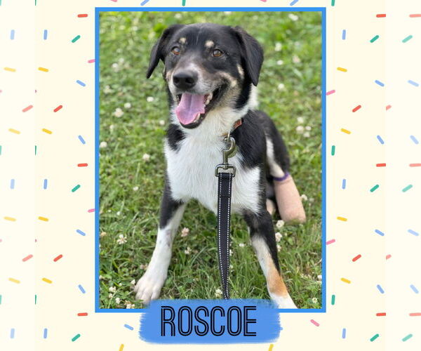 Medium Photo #1 Border-Aussie Puppy For Sale in Williamsburg, IA, USA