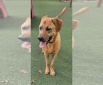 Small #2 Mastador