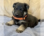 Small #12 German Shepherd Dog