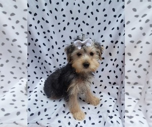 Yorkshire Terrier Puppy for sale in INDIANAPOLIS, IN, USA